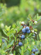 Vaccinium uliginosum (Bog blueberry, Alpine blueberry) - Klinské pea bog (7/2023)