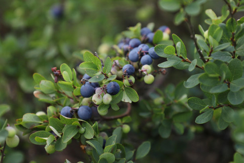 Vaccinium uliginosum (Bog blueberry, Alpine blueberry) - Klinské pea bog (7/2023)