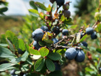 Vaccinium uliginosum (Bog blueberry, Alpine blueberry) - Klinské pea bog (7/2023)