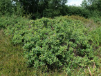 Vaccinium uliginosum (Bog blueberry, Alpine blueberry) - Klinské pea bog (7/2023)
