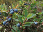 Vaccinium uliginosum (Bog blueberry, Alpine blueberry) - Klinské pea bog (7/2023)