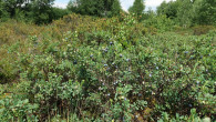 Vaccinium uliginosum (Bog blueberry, Alpine blueberry)