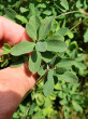 Vaccinium uliginosum (Bog blueberry, Alpine blueberry) - Klinské pea bog (7/2023)