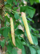 Caragana arborescens (Siberian peashrub, Tree-like caragana) - the pod