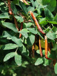 Caragana arborescens (Siberian peashrub, Tree-like caragana)
