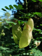 Colutea arborescens (Tree bladderwort) -pod