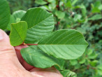 Frangula alnus (Alder buckthorn) - top side