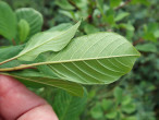 Frangula alnus (Alder buckthorn) - underside