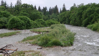 Myricaria germanica (German tamarisk) - on a gravel bar of the Belá River