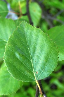 Betula pubescens (Downy birch) - top side
