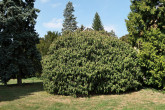 Viburnum rhytidophyllum (Leatherleaf viburnum) -  Topoľčianky Park (9/2024)