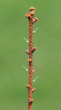 Picea abies (Norway spruce) - after the needles fall off, convex pads remain on the branches - the twigs are rough