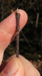 Frangula alnus (Alder buckthorn)