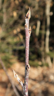 Frangula alnus (Alder buckthorn)