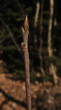 Frangula alnus (Alder buckthorn)