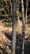 Frangula alnus (Alder buckthorn) - purplish-grey bark with numerous raised whitish lenticels