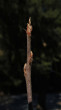 Frangula alnus (Alder buckthorn)