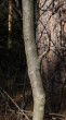 Frangula alnus (Alder buckthorn) - bork