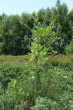 Frangula alnus (Alder buckthorn) - Klinské peat bog, Orava