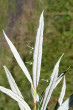 Salix eleagnos (Gray willow) - underside (edges underneath rolled up)