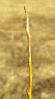 Salix triandra (Three-stick willow)