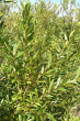Salix triandra (Three-stick willow)