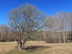 Salix caprea (Sea buckthorn willow) - ♀