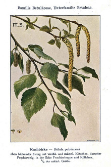 Betula pubescens (Downy birch) -  Unsere Waldbäume, Sträucher und Zwergholzgewächse. Heidelberg, Carl Winter`s Universitätsbuchhandlung