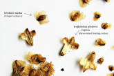 Betula pubescens (Downy birch) - - winged achenes and three-lobed fruiting scales