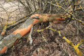 Salix triandra (Three-stick willow) - bark peeling off in plates similar to that of a plane tree