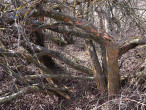 Salix triandra (Three-stick willow) - bork