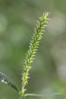 Salix alba (White willow) - female (♀) catkins