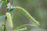 Salix alba (White willow) - female (♀) catkins