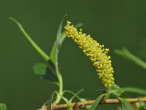 Salix alba (White willow) - male (♂) catkins
