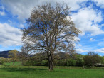 Ulmu laevis (European white elm) - crown architecture (habitus)
