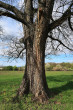 Ulmu laevis (European white elm) - the bork
