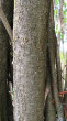 Corylus avellana (common hazel) - bork
