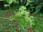 Fraxinus ornus (South European flowering ash)