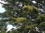 Viscum album (White mistletoe) - on white fir (Abies alba)