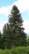 Viscum album (White mistletoe) - on white fir (Abies alba)