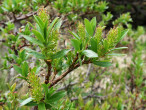 Salix retusa - female (♀) catkins