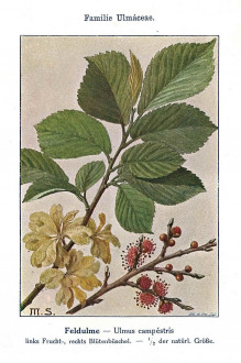 Ulmus minor (Field elm) - Unsere Waldbäume, Sträucher und Zwergholzgewächse. Heidelberg, Carl Winter`s Universitätsbuchhandlung