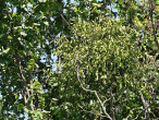 Viscum album (White mistletoe) - on common hazel (Corylus avellana)