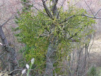 Viscum album (White mistletoe)