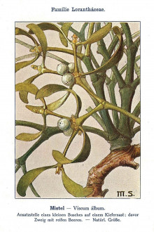 Viscum album (White mistletoe) - Unsere Waldbäume, Sträucher und Zwergholzgewächse. Heidelberg, Carl Winter`s Universitätsbuchhandlung