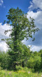 Fagus sylvatica (European beech)