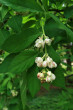 Staphylea pinnata (Bladdernuts)