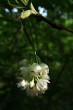 Staphylea pinnata (Bladdernuts) - ornamental with its flowers