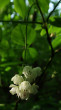 Staphylea pinnata (Bladdernuts) - ornamental with its flowers