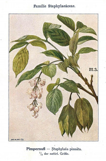 Staphylea pinnata (Bladdernuts) - Unsere Waldbäume, Sträucher und Zwergholzgewächse. Heidelberg, Carl Winter`s Universitätsbuchhandlung